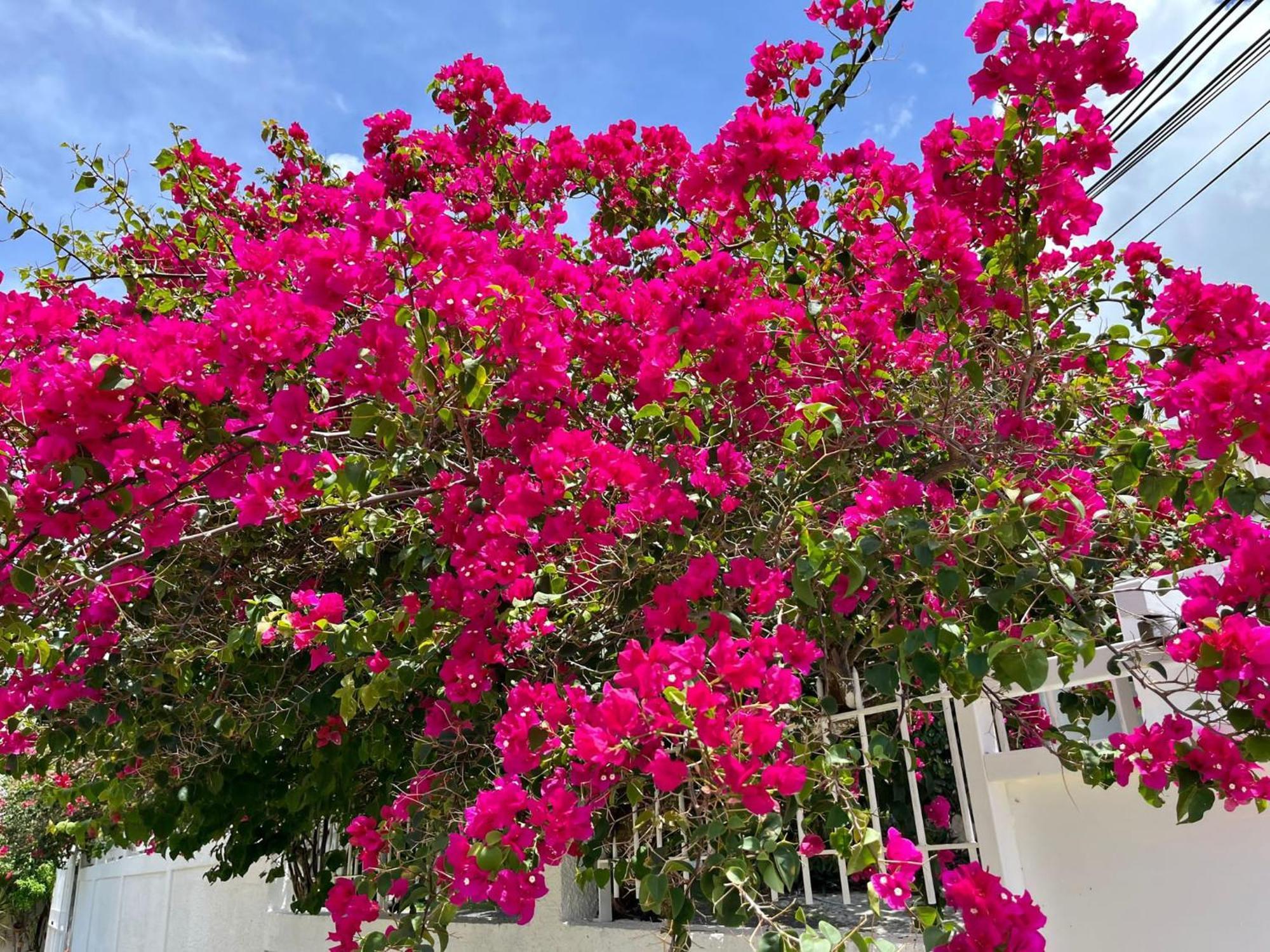 Les Villas Du Bambou - Villa Paprika Jusqu'A 6 Pers 哥西尔 外观 照片